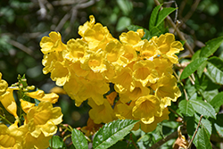 Yellow Trumpetbush (Tecoma stans) at Lakeshore Garden Centres