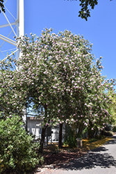 Desert Willow (Chilopsis linearis) at Lakeshore Garden Centres