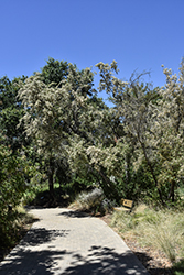 Island Mountain Mahogany (Cercocarpus betuloides var. blancheae) at Lakeshore Garden Centres
