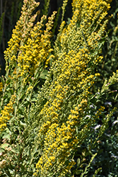 California Goldenrod (Solidago velutina ssp. californica) at Lakeshore Garden Centres