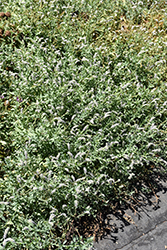 Salt Heliotrope (Heliotropium curassavicum) at Lakeshore Garden Centres