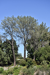 Torrey Pine (Pinus torreyana) at Lakeshore Garden Centres