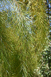 River Wattle (Acacia cognata) at Lakeshore Garden Centres
