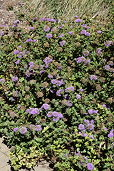 Coyote Mint (Monardella villosa) at Lakeshore Garden Centres
