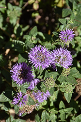 Coyote Mint (Monardella villosa) at Lakeshore Garden Centres