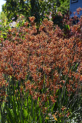 Bush Blitz Kangaroo Paw (Anigozanthos 'Bush Blitz') at Lakeshore Garden Centres