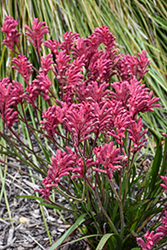Bush Elegance Kangaroo Paw (Anigozanthos 'Bush Elegance') at Lakeshore Garden Centres