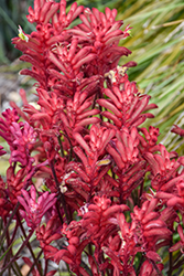 Bush Crystal Kangaroo Paw (Anigozanthos 'Bush Crystal') at Lakeshore Garden Centres