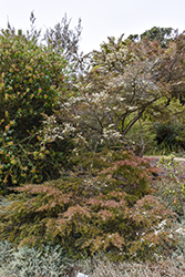 Broom Tea-Tree (Leptospermum scoparium) at Lakeshore Garden Centres