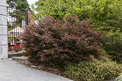 Starry Night Tea-Tree (Leptospermum obovatum 'Starry Night') at Lakeshore Garden Centres