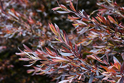 Starry Night Tea-Tree (Leptospermum obovatum 'Starry Night') at Lakeshore Garden Centres