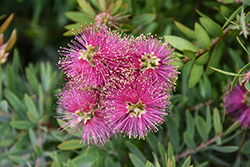Hot Pink Bottlebrush (Callistemon 'KKHO1') at Lakeshore Garden Centres