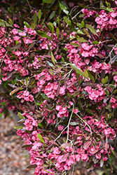 Purple Hop Bush (Dodonaea viscosa 'Purpurea') at Lakeshore Garden Centres