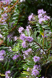 Lavender Lace Hebe (Hebe 'Lavender Lace') at Lakeshore Garden Centres