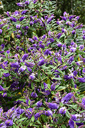 Blue Gem Hebe (Hebe x franciscana 'Blue Gem') at Lakeshore Garden Centres