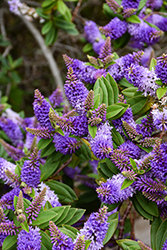 Autumn Glory Hebe (Hebe 'Autumn Glory') at Lakeshore Garden Centres