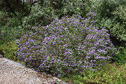 Blue Gem Hebe (Hebe x franciscana 'Blue Gem') at Lakeshore Garden Centres