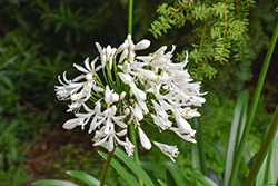 Peter Pan Alba Agapanthus (Agapanthus 'Peter Pan Alba') at Lakeshore Garden Centres