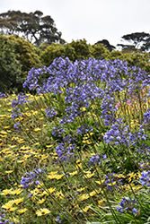 Charlotte Agapanthus (Agapanthus 'Charlotte') at Lakeshore Garden Centres