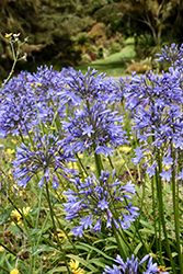 Streamline Agapanthus (Agapanthus 'Streamline') at Lakeshore Garden Centres