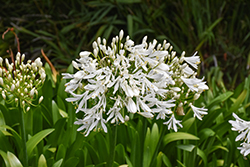 Snow Storm Agapanthus (Agapanthus 'Snow Storm') at Lakeshore Garden Centres