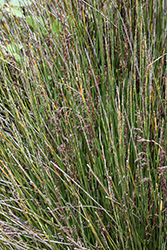 Small Cape Rush (Chondropetalum tectorum) at Lakeshore Garden Centres