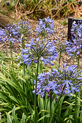 Peter Pan Agapanthus (Agapanthus africanus 'Peter Pan') at Peter Knippel Garden Centre