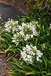 Peter Pan Alba Agapanthus (Agapanthus 'Peter Pan Alba') at Lakeshore Garden Centres