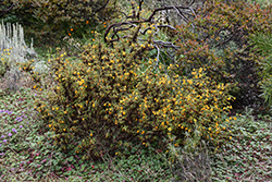 Bush Monkey Flower (Diplacus aurantiacus) at Lakeshore Garden Centres
