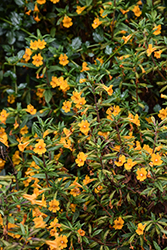 Bush Monkey Flower (Diplacus aurantiacus) at Lakeshore Garden Centres
