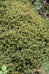Bert Johnson Little Sur Manzanita (Arctostaphylos edmundsii 'Bert Johnson') at Lakeshore Garden Centres