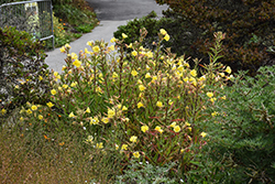 Tall Evening Primrose (Oenothera elata) at Lakeshore Garden Centres