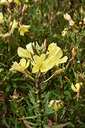 Common Evening Primrose (Oenothera biennis) at Lakeshore Garden Centres