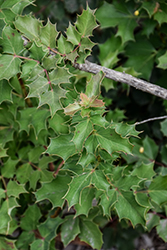 Mexican Barberry (Berberis haematocarpa) at Lakeshore Garden Centres