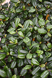 Leatherleaf Coffeeberry (Rhamnus californica 'Leatherleaf') at Lakeshore Garden Centres