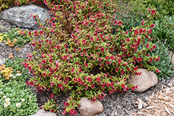 Jelly Bean Dark Pink Monkeyflower (Mimulus 'Jelly Bean Dark Pink') at Lakeshore Garden Centres