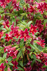 Jelly Bean Dark Pink Monkeyflower (Mimulus 'Jelly Bean Dark Pink') at Lakeshore Garden Centres