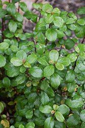 Evergreen Currant (Ribes viburnifolium) at Lakeshore Garden Centres