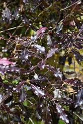 Purple Kohuhu (Pittosporum tenuifolium 'Purpureum') at Lakeshore Garden Centres