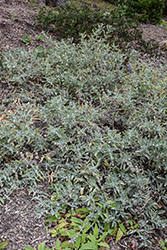 Sonoma Sage (Salvia sonomensis) at Lakeshore Garden Centres