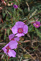 Presidio Clarkia (Clarkia franciscana) at Lakeshore Garden Centres