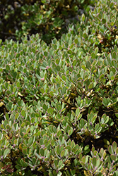 Sandmat Manzanita (Arctostaphylos pumila) at Lakeshore Garden Centres
