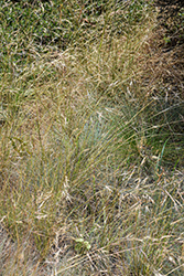Western Fescue (Festuca occidentalis) at Lakeshore Garden Centres