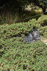 Franciscan Manzanita (Arctostaphylos hookeri ssp. franciscana) at Lakeshore Garden Centres