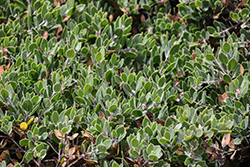 Franciscan Manzanita (Arctostaphylos hookeri ssp. franciscana) at Lakeshore Garden Centres