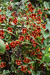Jelly Bean Fiesta Marigold Monkeyflower (Mimulus 'Jelly Bean Fiesta Marigold') at Lakeshore Garden Centres