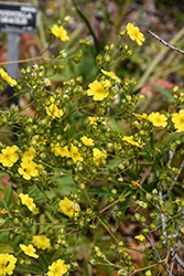 Slender Cinquefoil (Potentilla gracilis) at Lakeshore Garden Centres