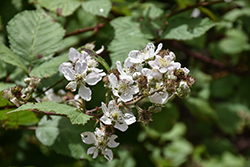 Trailing Blackberry (Rubus ursinus) at Lakeshore Garden Centres