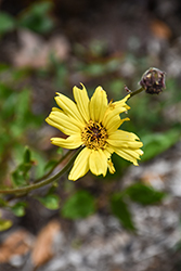 California Brittlebush (Encelia californica) at Lakeshore Garden Centres