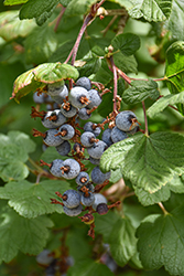 Pink-flowered Currant (Ribes sanguineum var. glutinosum) at Lakeshore Garden Centres